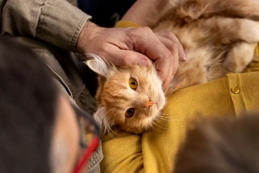 Pahami 8 Ciri-ciri Kematian Kucing Semakin Dekat yang Wajib Diketahui Para Pemilik Anabul