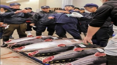Lelang Awal Tahun di Kobe Jepang, Ikan Tuna Indonesia Harga Tertinggi, Capai Rp 460 Ribu Per Kg