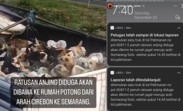 Diamankan di Tol Kalikangkung, Semarang, Truk yang Mengangkut 226 Anjing Tertangkap Basah Perlakukan Anjing Secara Kejam