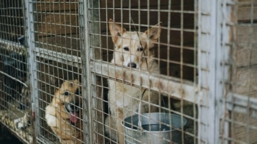 3 Kota dan Kabupaten dengan Konsumsi Daging Anjing Terbesar di Indonesia