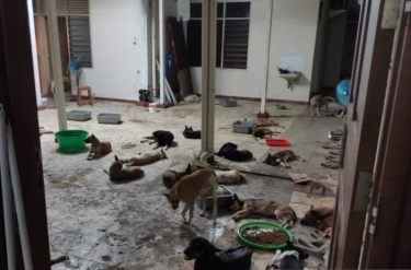 Fakta Baru Penangkapan Truk Muatan Anjing di Tol Kalikangkung, Aktivis Beberkan Bukti Mengejutkan