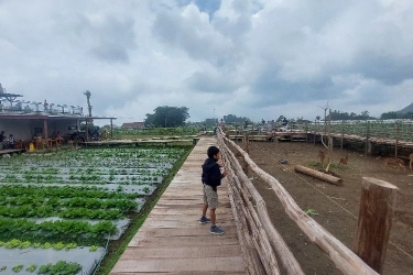 Minum Kopi Sambil Main Bersama Rusa di Hutan Desa Magelang