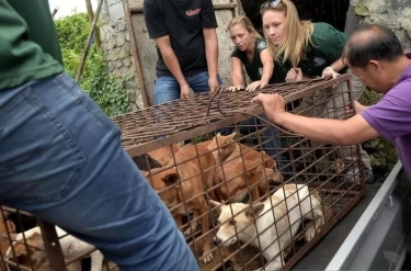 Korea Selatan Sahkan RUU yang Melarang Konsumsi Daging Anjing