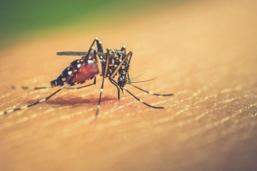 Menuju Target Nol Kematian akibat Demam Dengue