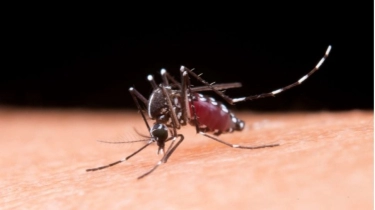 Apa Itu SIARVI, Sistem yang Bantu Tangkal Kematian karena Demam Berdarah Dengue Milik Kemenkes