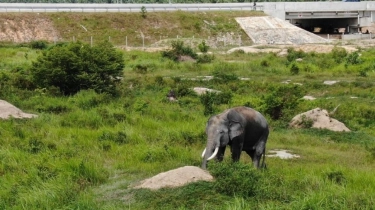 Chicco Jerikho Bagikan Kabar Duka Soal Pembunuhan Sadis Gajah Tesso Nilo: Gading Dicabut Hidup-hidup!