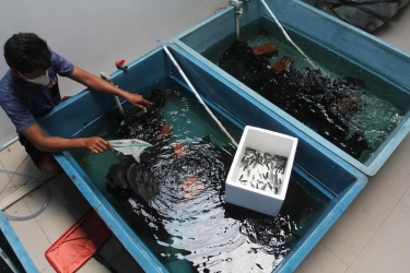 Gandeng Vietnam, RI Berpeluang Jadi Bagian Rantai Pasok Lobster Global