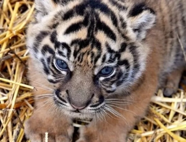 Terima Kashi Bayi Harimau Sumatra yang Lahir di Kebun Binatang Roma, Cek Fakta Lain Harimau Sumatra