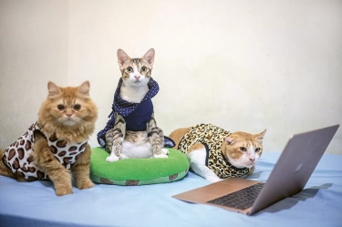 Berkunjung ke Studio ”Cat Band” BTS, Ricki seperti Tidur di Kosan Kucing