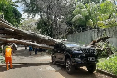 Mobil Fortuner Ringsek Tertimpa Pohon Tumbang di Depan Rumah Prabowo