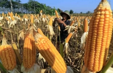 Dekan Pertanian Unbraw Beberkan Sederet Kesalahpahaman soal Food Estate