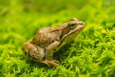 Apakah Katak Mempunyai Gigi?