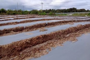 Food Estate Disebut Gagal, Dosen Universitas Brawijaya Berikan Penjelasan