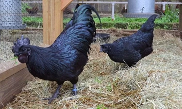 9 Fakta Ayam Cemani Yang Dikenal Langka dan Mahal, Disebut Juga Ayam Lamborghini