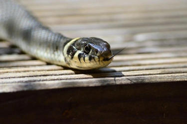 Ada Ular Ikut Naik Pesawat di Thailand, Bikin Penumpang Ketakutan