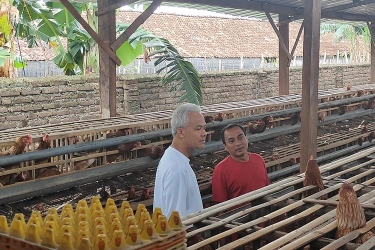 Dialog dengan Peternak Ayam Petelur di Magetan, Ganjar Terima Keluhan soal Tingginya Harga Jagung