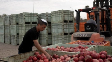 Gempuran Rudal Hizbullah Bikin Petani Israel Merugi Rp 2,04 Triliun