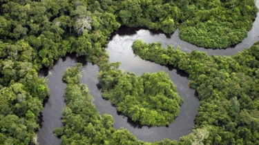 Laju Deforestasi di Indonesia Terluas Keempat di Dunia