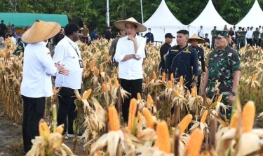 Indef Tekankan Program Ketahanan Pangan Harus Mampu Perhatikan Aspek Sosial, Ekonomi dan Lingkungan