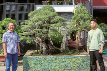 Bertanam Bonsai Santigi, si Kulit Kering bak Pohon Tua, Akar Terikat Karang Besar, Harga Makin Mahal