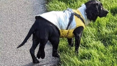 Anjing Berkaki Enam Ditelantarkan di Parkiran Supermarket di Wales