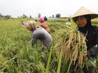 Bantu Keberlanjutan Sektor Pertanian, Asuransi Jasindo Sebar Bantuan Alsintan