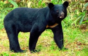 Studi Sebut 90 Persen Luka Serangan Beruang Hitam Ditemukan di Wajah Korban