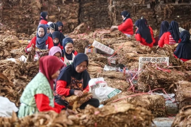 Jadi Bagian dari Masyarakat Adat, RPP Kesehatan Diminta Tidak Abaikan Komoditas Tembakau Nasional