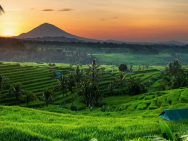 Salah Satu Warisan Dunia UNESCO! Berikut Daya Tarik, Lokasi, dan Waktu yang Tepat Saat Berkunjung ke Wisata Teras Sawah Jatiluwih Bali