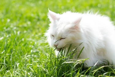 5 Alasan Kucing Suka Makan Rumput