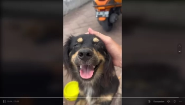 Content Creator TikTok Menuai Banyak Pujian Usai Bagikan Makanan Kepada Anjing di Bali