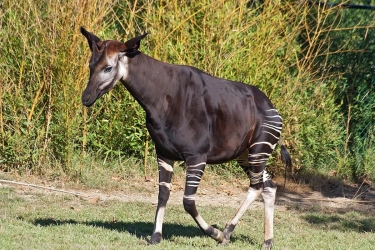 Mengenal Okapi, Sepupu Jerapah yang Mirip Zebra
