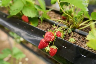 Begini 8 Tips Sederhana Menanam Strawberry di Dalam Ruangan, Dijamin Berbuah!