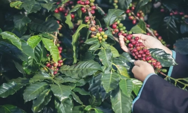 6 Fakta Menarik Tentang Kopi Toraja, Mengenal Lebih Dalam Rasa Khas Salah Satu Jenis Kopi Nusantara