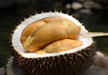 7 Tips Memilih Buah Durian Supaya Tidak Zonk, Pecinta Durian Harus Paham