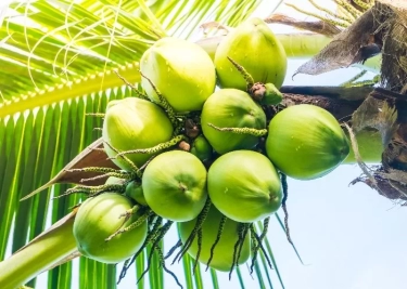 8 Manfaat dari Air Kelapa Bagi Kesehatan, Berikut Penjelasannya