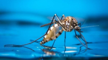 Musim Penghujan Tiba, Pakar Ingatkan Potensi Lonjakan Kasus Demam Berdarah Dengue