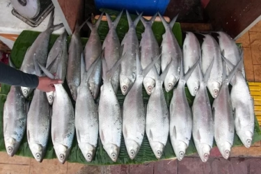 Tradisi Unik Makan Ikan saat Perayaan Imlek, Santap Ikan Bandeng hanya Ada di Indonesia