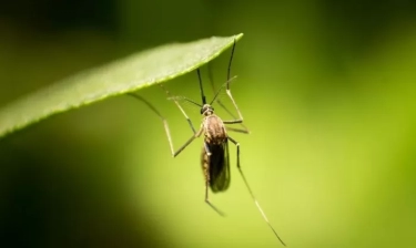 Virus Zika: Segala Hal yang Perlu Diketahui Tentang Virus Mematikan Ini