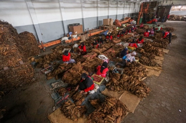 Para Capres Diminta Buktikan Kepedulian terhadap Nasib Pekerja Tembakau yang Terancam RPP Kesehatan