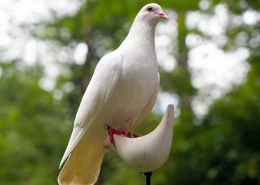 Unik, Seekor Burung Merpati Ditahan Polisi India Selama 8 Bulan Gara-gara Dicurigai Mata-mata Tiongkok