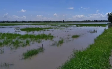 Musim Hujan Tiba Para Petani di Mojosari Terancam Gagal Panen, Berikut Permasalahannya