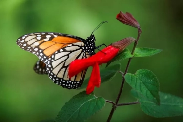 Terancam Punah! Kupu-kupu Raja di Meksiko Mengalami Penurunan Populasi Signifikan