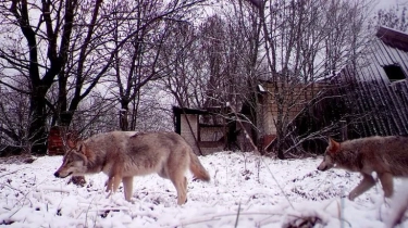 Serigala Mutan Chernobyl Punya Mutasi Genetik yang Membuatnya Kebal pada Kanker, Penelitian Ungkap Faktanya!