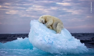 5 Gambar Terbaik di Ajang Wildlife Photographer of the Year, ‘Ice Bed’ Jadi Harapan untuk Perbaiki Kekacauan Perubahan Iklim