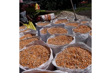 Cerita Sukses Desa Daenaa Gorontalo, Tingkatkan Inklusi Keuangan lewat AgenBRILink dan BRImo