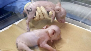 Pertama Kali, Jepang Biakkan Babi untuk Cangkok Organ Manusia