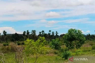 Hanya dalam Dua Tahun, Separo Sawah di Pondok Baru Mukomuko Menjelma jadi Kebun Sawit