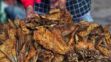 Jaga Ekosistem Pertembakauan, Petani dan Pekerja Tembakau Disebut Butuh Kebijakan yang Berpihak