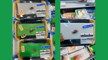 Hati-hati Belanja di Kansai Jepang, Anak Kepiting Dijual Rp3,5 Juta per Ekor